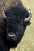 American Bison (Bison bison) young bull, Grand Teton National Park, Wyoming
