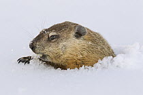 Woodchuck (Marmota monax) emerging from snow after hibernation in its burrow, Minnesota