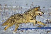 Timber Wolf (Canis lupus) running in snow, Minnesota