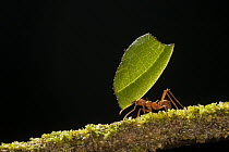 Leafcutter Ant (Atta sp) carrying section of leaf to be used for cultivating nutritious fungi, Costa Rica