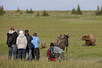 Grizzly Bear (Ursus arctos horribilis) mother and cub watched by tourists, Lake Clark National Park, Alaska