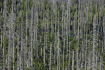 Norway Spruce (Picea abies) trees that have died after being afflicted by bark beetle, Bayrischer Wald National Park, Germany