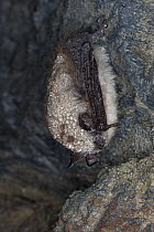 Whiskered Bat (Myotis mystacinus) hibernating in cave covered with dew, Germany
