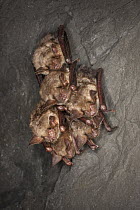Greater Mouse-eared Bat (Myotis myotis) group hibernating in cave, Germany