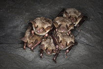Greater Mouse-eared Bat (Myotis myotis) group hibernating in cave, Germany