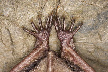 Greater Mouse-eared Bat (Myotis myotis) feet, Germany