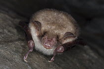 Greater Mouse-eared Bat (Myotis myotis) hibernating in cave, Germany