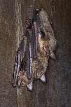 Greater Mouse-eared Bat (Myotis myotis) trio hibernating in cave, Germany