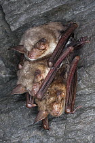 Greater Mouse-eared Bat (Myotis myotis) trio hibernating in cave, Germany