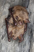 Greater Mouse-eared Bat (Myotis myotis) pair hibernating in cave, Germany