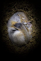 Arctic Ground Squirrel (Spermophilus parryii) hibernating in burrow, Fairbanks, Alaska