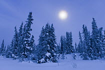 Boreal forest during winter with moon near Fairbanks, Alaska