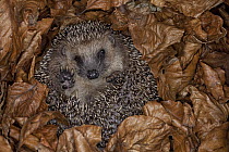 Brown-breasted Hedgehog (Erinaceus europaeus) hibernating in leaves, Germany