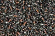 Red Wood Ant (Formica rufa) group sunbathing in early spring, Germany