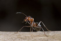 Red Wood Ant (Formica rufa) cleaning antenna, Germany