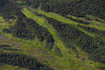 Bog in boreal forest, Lake Clark National Park, Alaska