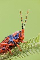Leichhardt's Grasshopper (Petasida ephippigera) on Pityrodia (Pityrodia jamesii) plant, Kakadu National Park, Northern Territory, Australia