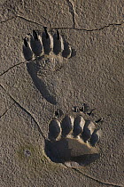 Grizzly Bear (Ursus arctos horribilis) front and rear tracks in mud, Lake Clark National Park, Alaska