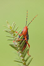 Leichhardt's Grasshopper (Petasida ephippigera) on Pityrodia (Pityrodia jamesii) plant, Kakadu National Park, Northern Territory, Australia