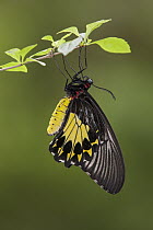 Helena Birdwing (Troides helena) butterfly, Malaysia