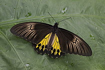 Helena Birdwing (Troides helena) butterfly, Malaysia