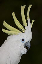 Sulphur-crested Cockatoo (Cacatua galerita) female displaying, native to New Guinea