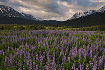 Nootka Lupine (Lupinus nootkatensis) field in meadow, Chugach National Forest, Kenai Peninsula, Alaska