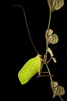 Giant Leaf Katydid (Celidophylla albimacula) in rainforest, Costa Rica