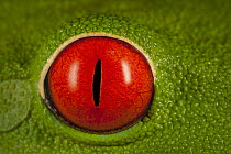 Red-eyed Tree Frog (Agalychnis callidryas) eye, Costa Rica