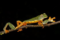 Splendid Leaf Frog (Agalychnis calcarifer) walking on branch, Costa Rica