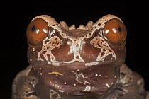 Crowned Frog (Anotheca spinosa) in cloud forest, Costa Rica