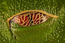Red-eyed Tree Frog (Agalychnis callidryas) eye closed with semi-transparent eyelid that allows it to see its surroundings even while resting, Costa Rica
