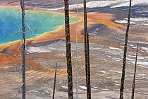 Burned trees in front of Grand Prismatic Pool, Midway Geyser Basin, Yellowstone National Park, Wyoming