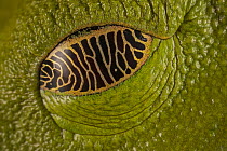 Gliding Leaf Frog (Agalychnis spurrelli) eye closed with semi-transparent eyelid that allows it to see its surroundings even while resting, Costa Rica