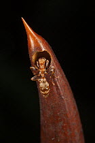 Ant (Pseudomyrmex sp) making home in acacia thorn in return protecting the plant from herbivores, Costa Rica