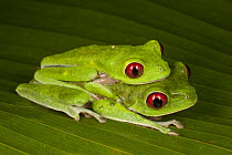 Red-eyed Tree Frog (Agalychnis callidryas) pair in amplexus, Costa Rica