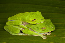 Red-eyed Tree Frog (Agalychnis callidryas) pair in amplexus sleeping with closed eyes, Costa Rica