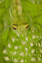 Reticulated Glass Frog (Hyalinobatrachium valerioi) male camouflaged on leaf guarding egg clutch, Costa Rica