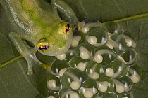 Reticulated Glass Frog (Hyalinobatrachium valerioi) male guarding egg clutch, Costa Rica