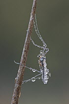 Mosquito (Aedes sp) on branch covered with dew, Germany