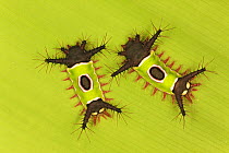Saddleback Moth (Sibine horrida) caterpillars with poisonous spines, Costa Rica