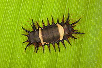 Cup Moth (Acharia nesea) caterpillar, Costa Rica