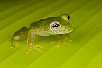 Powdered Glass Frog (Cochranella pulverata) on leaf, Costa Rica