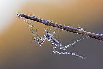 Mosquito (Aedes sp) on branch covered with dew, Germany