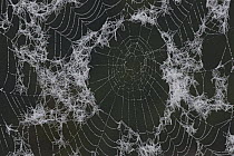 Autumn Spider (Metellina segmentata) web covered with dew drops, Germany