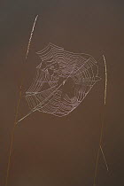 Autumn Spider (Metellina segmentata) on web, Germany