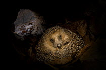 Brown-breasted Hedgehog (Erinaceus europaeus) hibernating inside hollow fallen tree, Germany