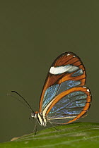 Glasswing (Greta oto) butterfly, native to South and Central America
