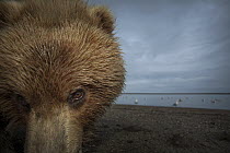 Grizzly Bear (Ursus arctos horribilis) in tidal flats, taken with a remote camera car, Lake Clark National Park, Alaska