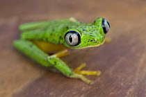 Lemur Frog (Phyllomedusa lemur), Costa Rica